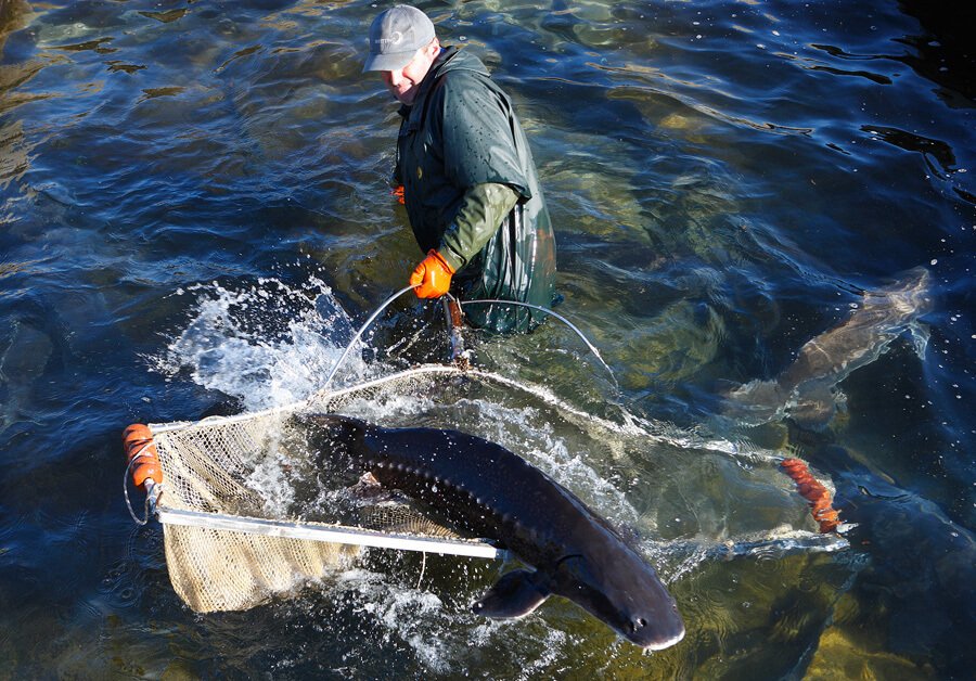 allevamenti-storioni-caviar-giaveri-big